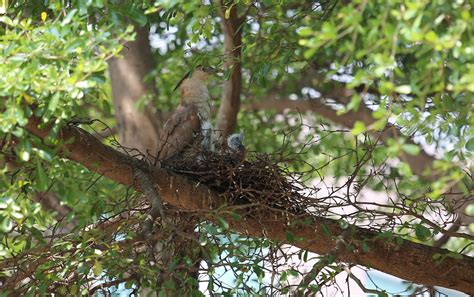 有鳥築巢|【家裡有鳥築巢】鳥巢報喜！1個跡象代表家宅運勢大。